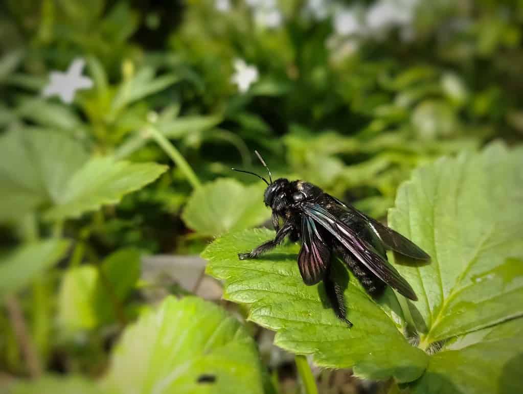 The large carpenter bees, genus Xylocopa Latreille, 1802 (Hymenoptera: Apidae, Xylocopinae), are large bumble bee sized bees that typically excavate nesting cavities into wood, bamboo.