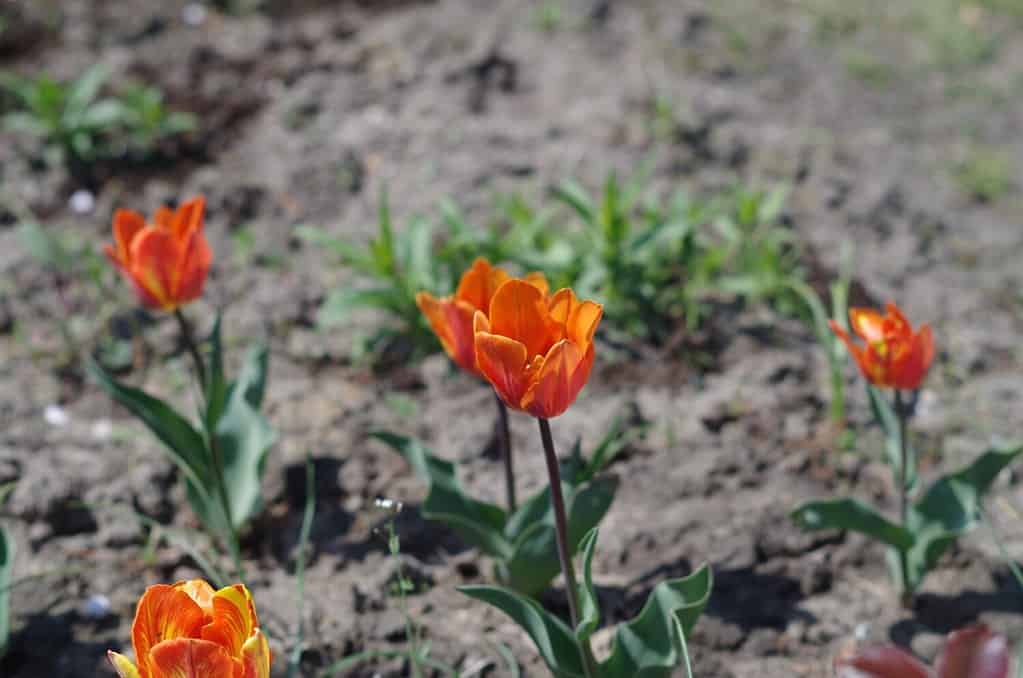 Tulipa orphanidea is a species of flowering plant in the Liliaceae family.