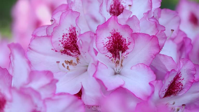 Rhododendron blooming flowers in the spring garden. Pacific rhododendron. Pink California rosebay. Evergreen shrub. Pink Full bloom hybrid Pontic Rhododendron in springtime. Spring flower. Soft focus.