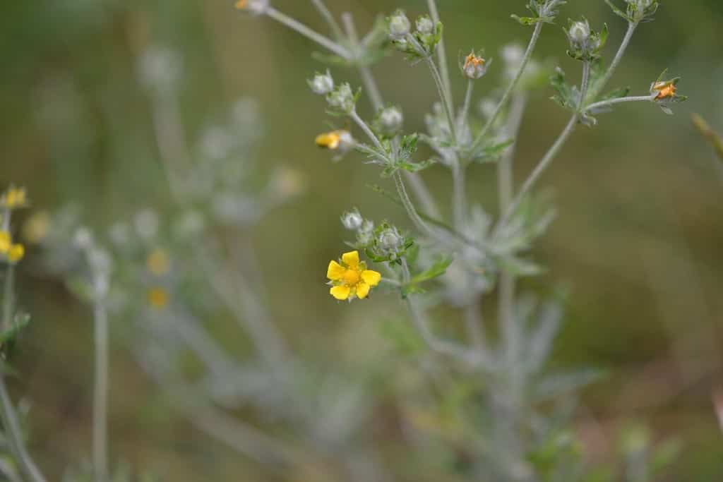 Silver leaves and yellow flowers of tall cinquefoil (Drymocallis arguta, syn. Potentilla argentea, var. tenuiloba)