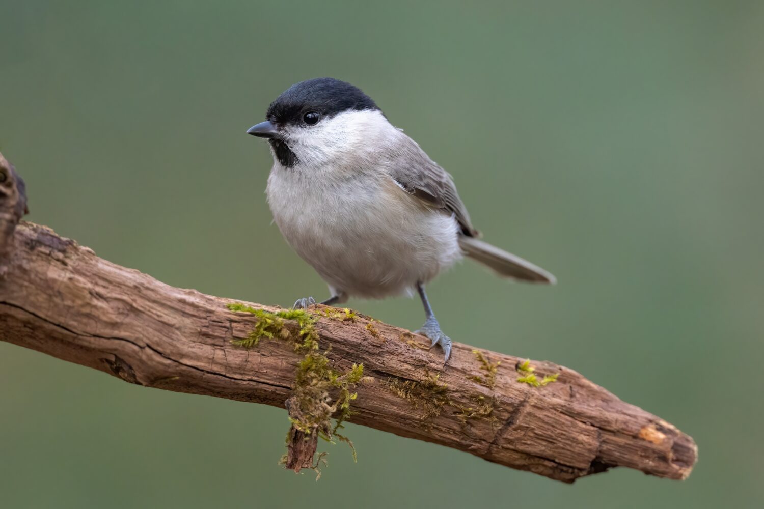 Marsh tit bird Poecile palustris perched on tree branch