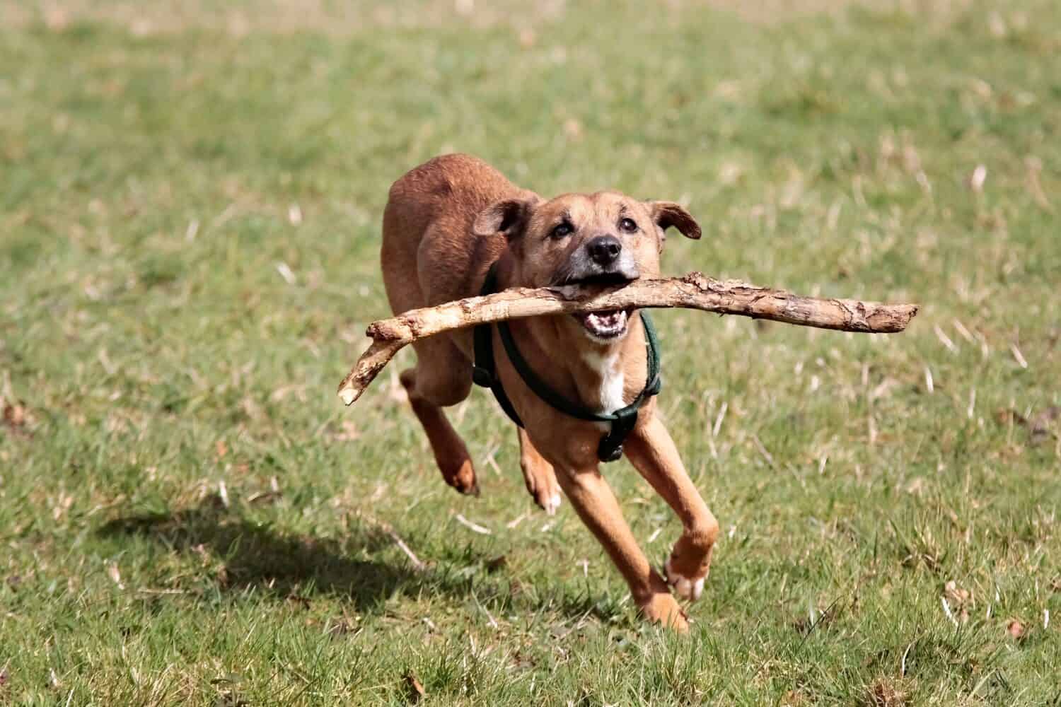Training German Feist Terriers in the Woods: A Detailed Look