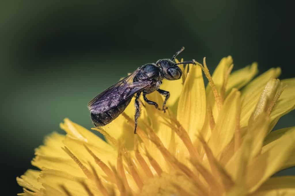 Tiny Small Carpenter Bee (Genus Ceratina) pollinating and foraging on a yellow dandelion wildflower, Long Island, New York, USA.