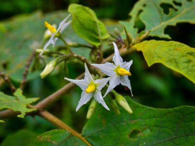A Don’t Touch These 6 Dangerous Plants That Grow in North Carolina