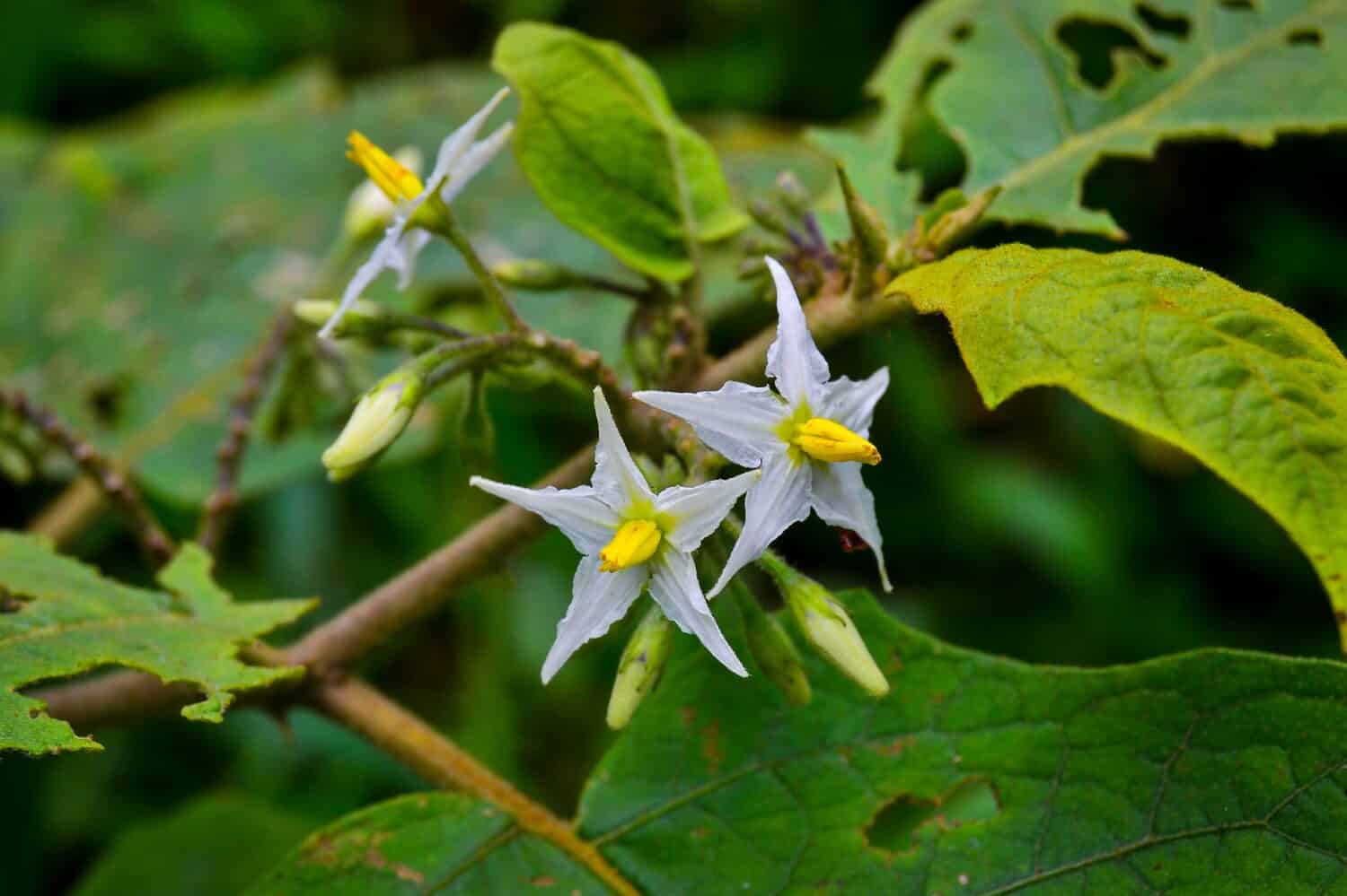 Solanum carolinense, Carolina horse nettle, is not a true nettle, but a member of the Solanaceae, or nightshade family. It is a perennial herbaceous plant, native to the southeastern United States