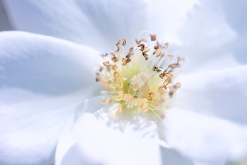 Close-up of a beautiful and tender Cherokee rose Rosa laevigata flower