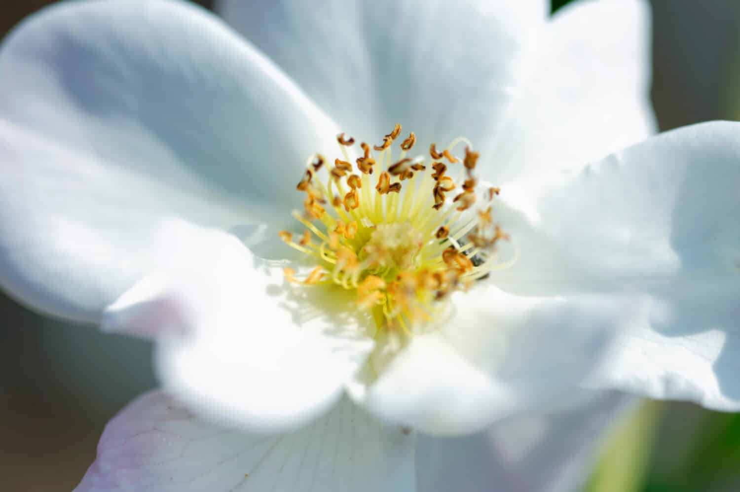 Close-up of a beautiful and tender Cherokee rose Rosa laevigata flower