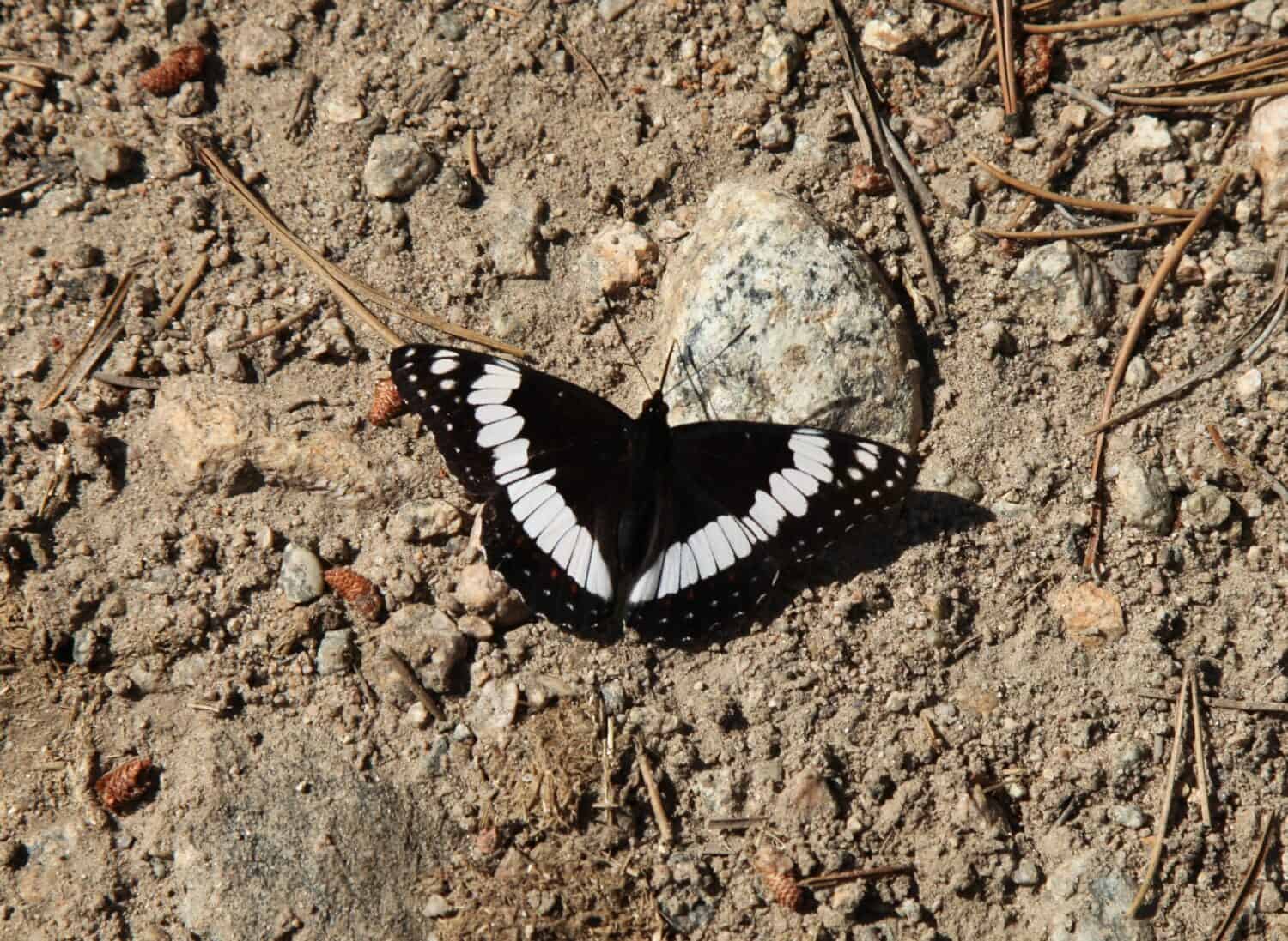 Weidemeyer's Admiral (Limenitis weidemeyerii) black and white butterfly in Beartooth Mountains, Montana
