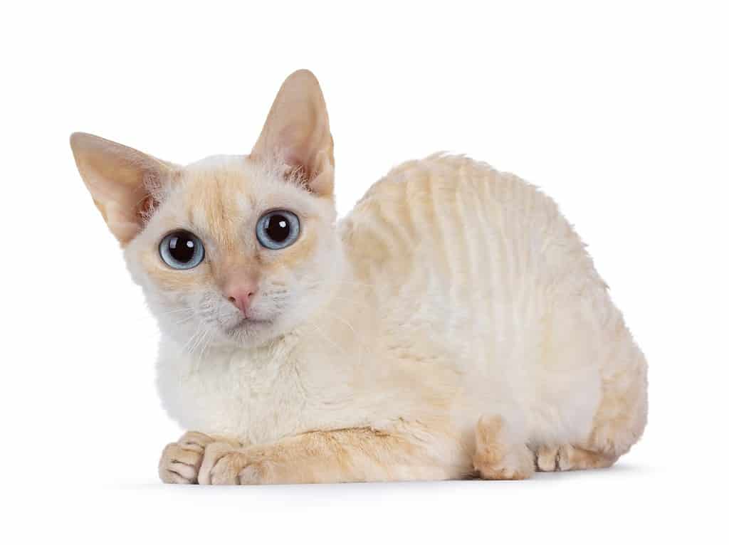 Cute red German Rex cat, laying down side ways. Looking straight to camera with blue eyes. Isolated on a white background.