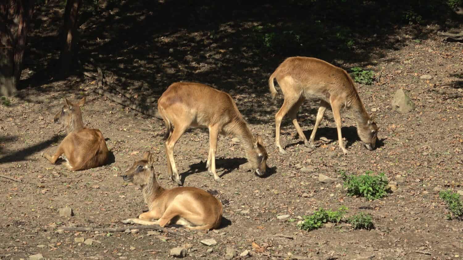 Group of Nile lechwe or Mrs Gray's lechwe (Kobus megaceros)