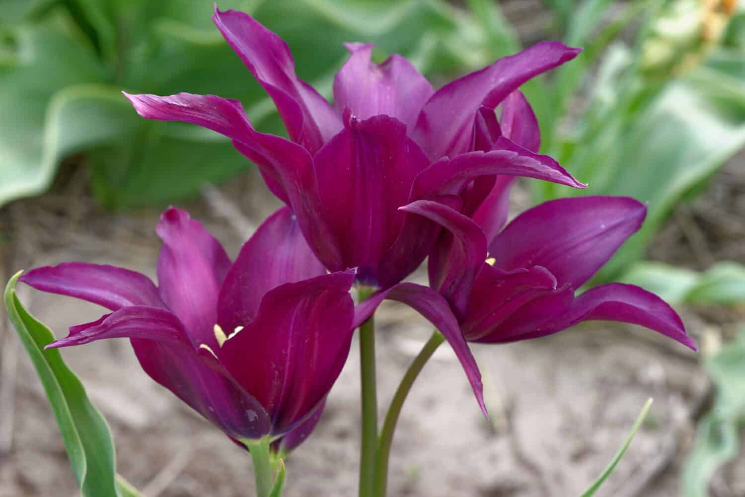 Tulipa 'Burgundy' is a tulip with purple flowers