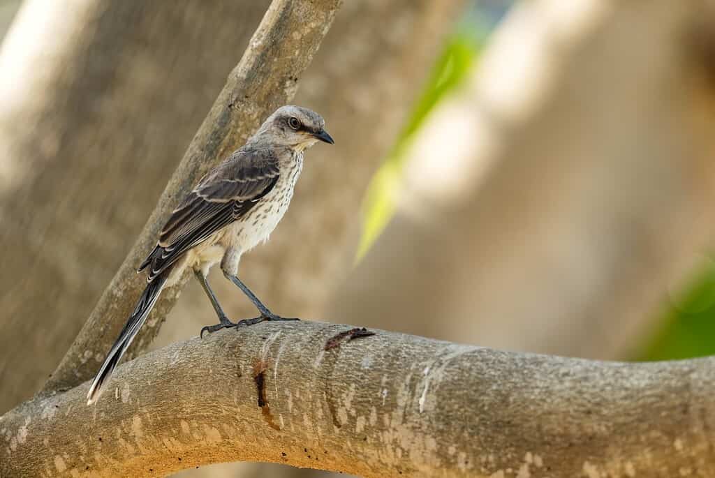 Tropical Mockingbird - Mimus gilvus, Latin American bird common in woodlands and gardens, Panama City, Panama.