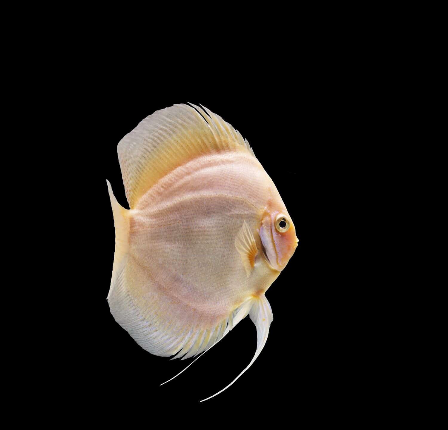 discus fish  white diamond strain
