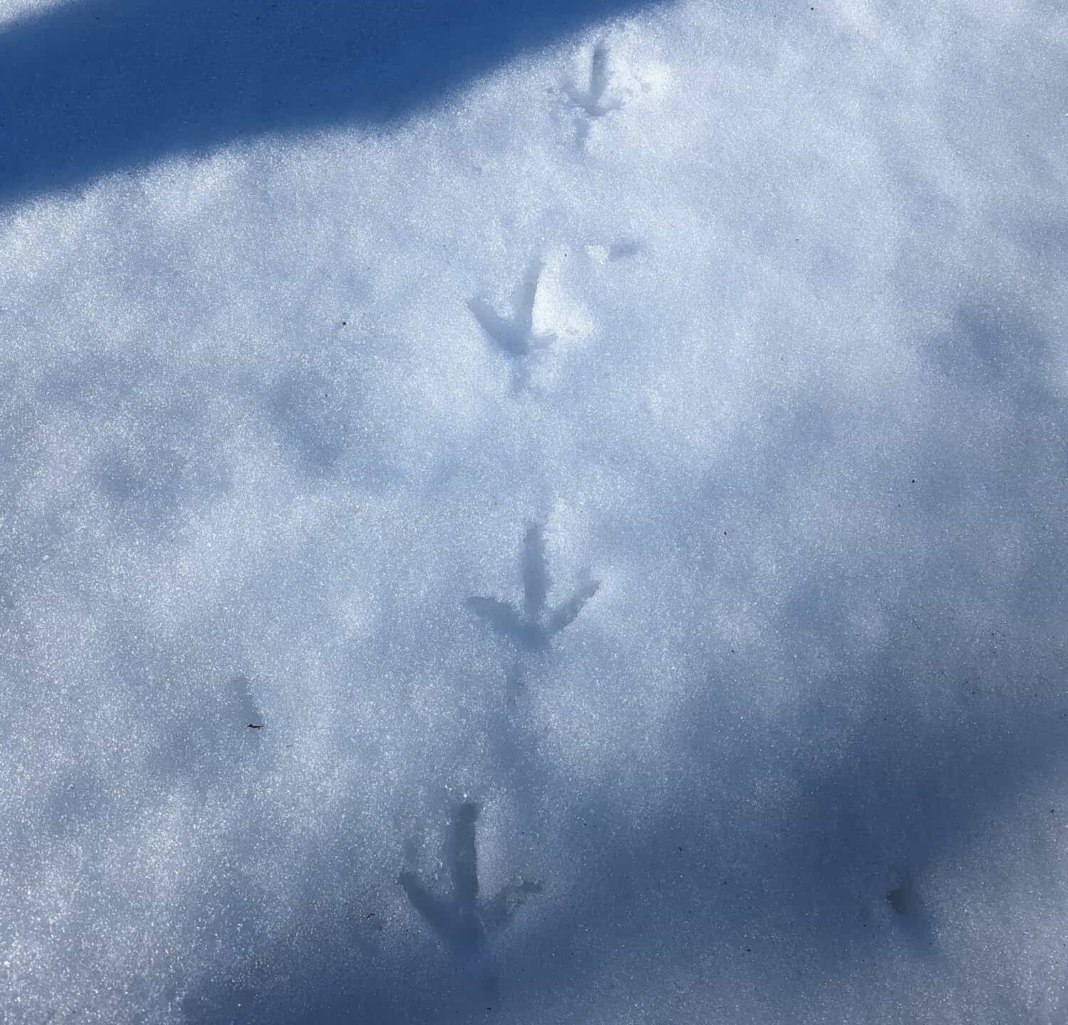 Fresh turkey tracks in the snow