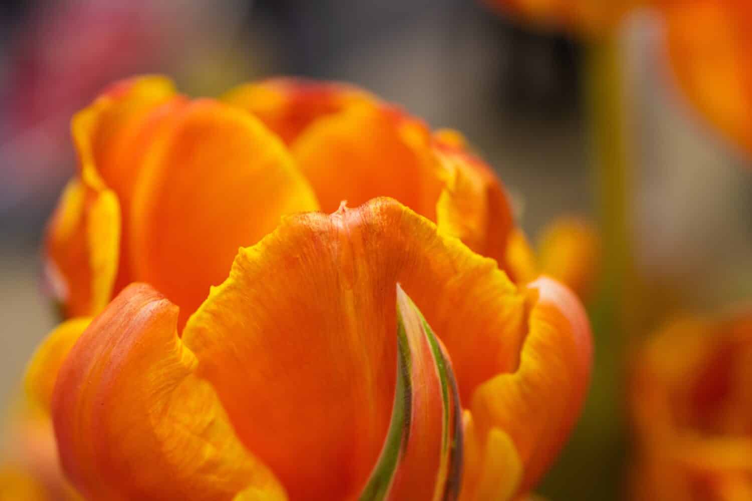  orange parrot tulip in close-up. High quality photo
