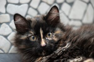 60 Amazing and Clever Tortoiseshell Cat Names Picture