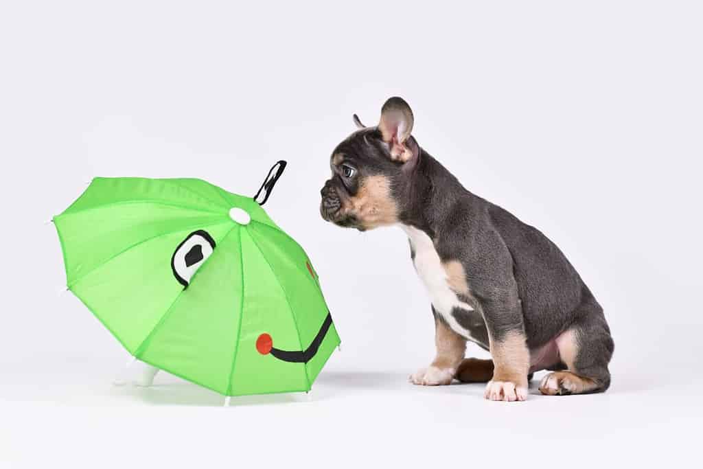 Blue Tan French Bulldog dog puppy with funny frog umbrella