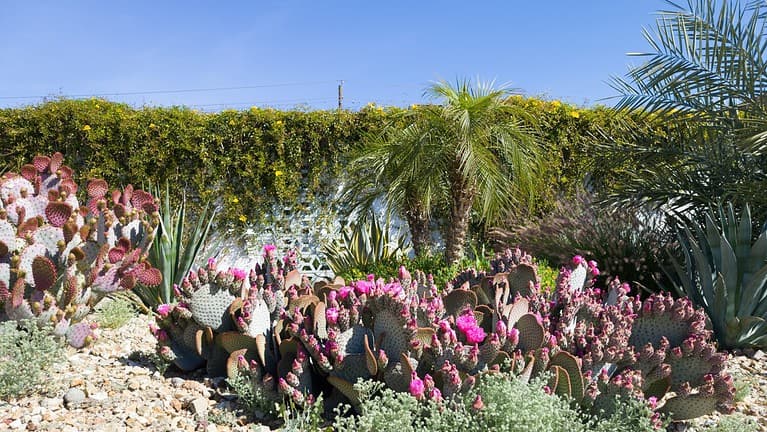 Majestic magenta flowering Beavertail prickly pear, Opuntia basilaris, with other drought tolerant plants covering desert style grounds