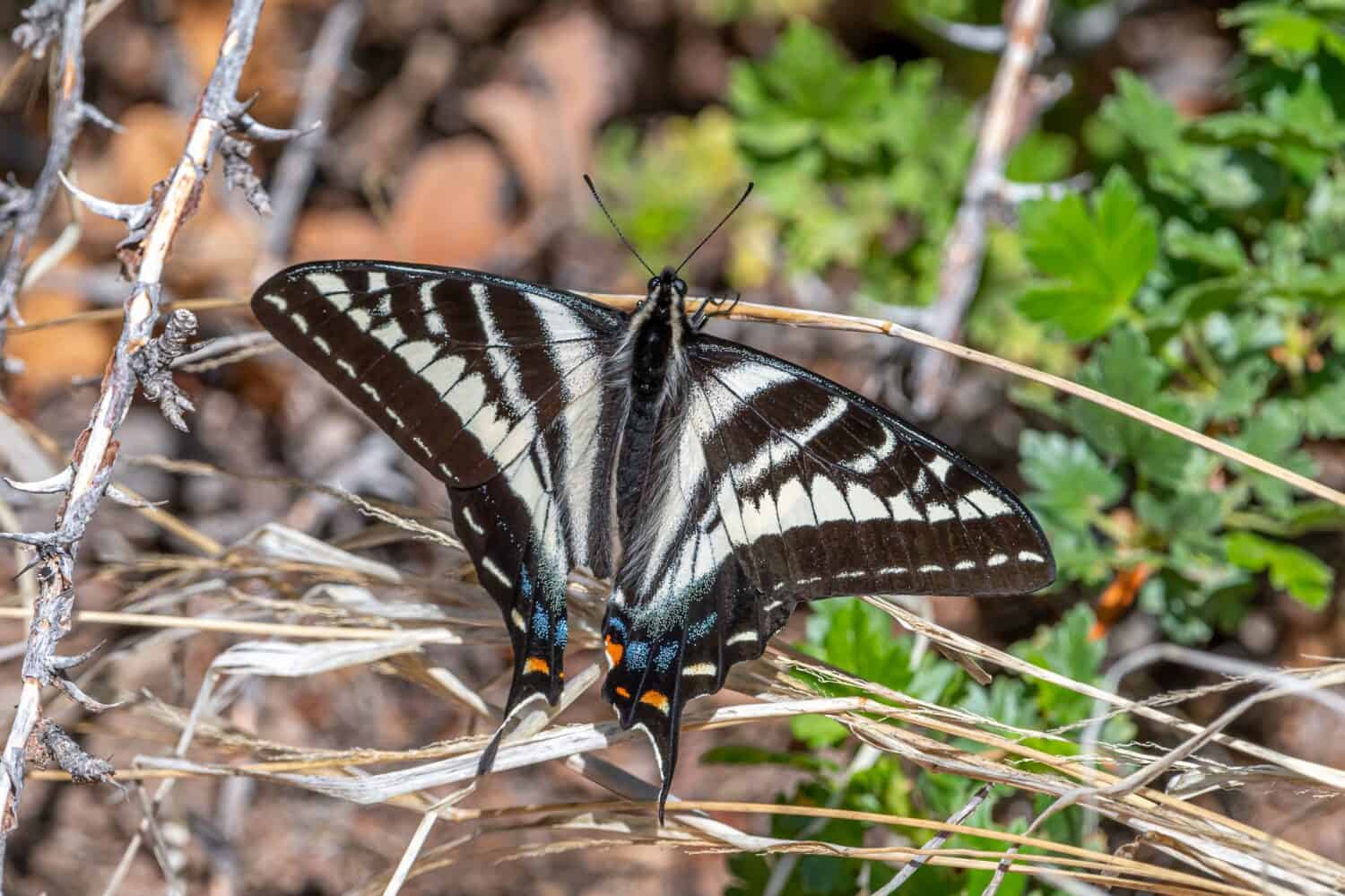 A beautiful Pale Swallowtail resting on the foliage in the Colorado wilderness.