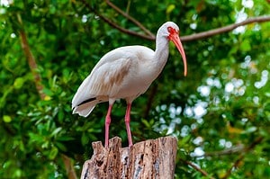 Discover 21 White Birds In Florida photo
