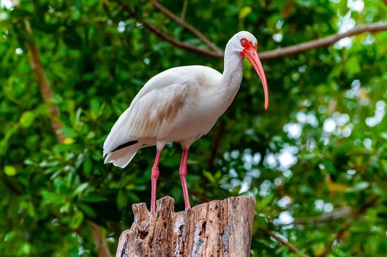 19 Birds You'll See Along North Carolina's Coastline and Beaches - A-Z ...