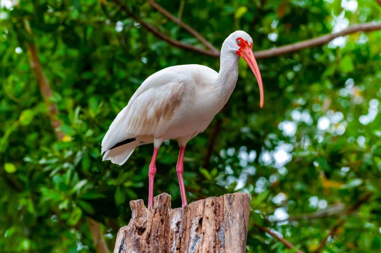 American white ibis (Eudocimus albus),  a bird with a red beak sits on a tree, Florida