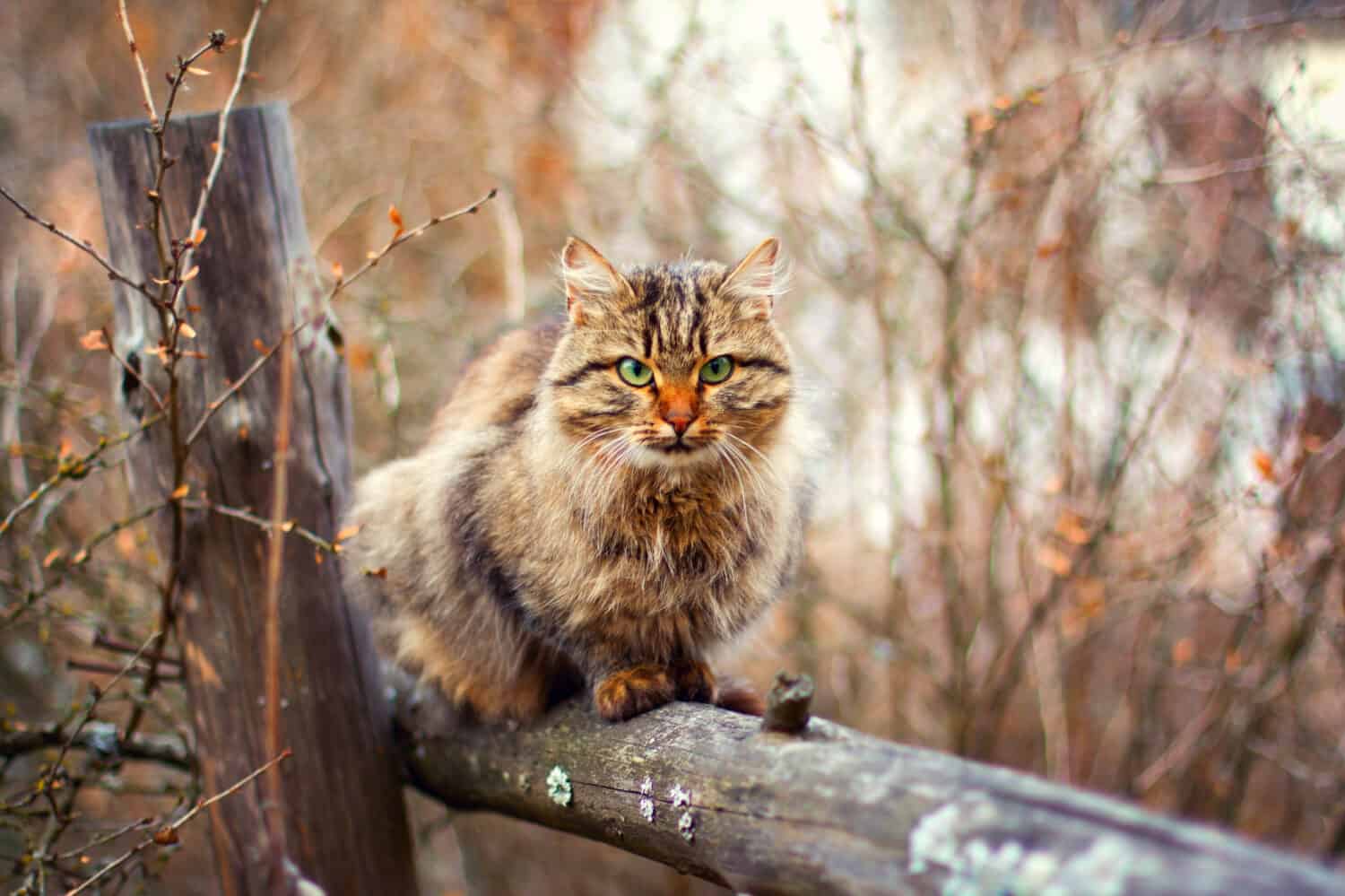 Siberian cat siting on a fence in autumn