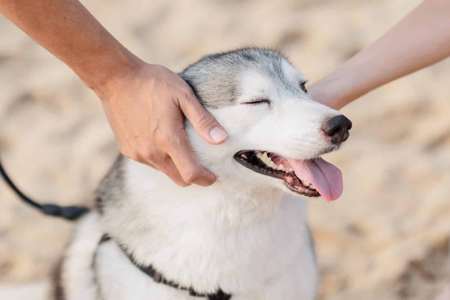 Portrait to siberian husky dog