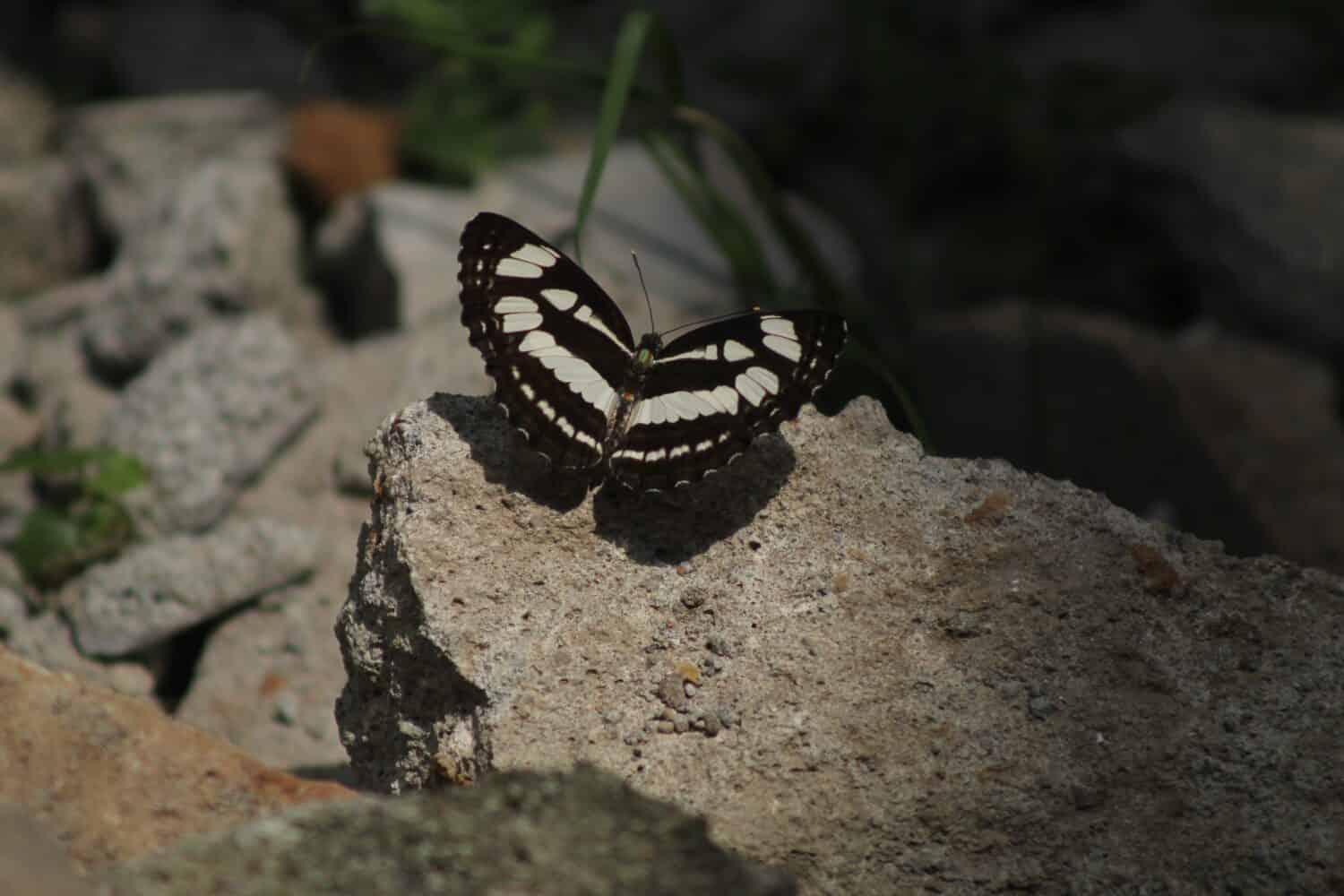A common sailor butterfly (Neptis hylas)