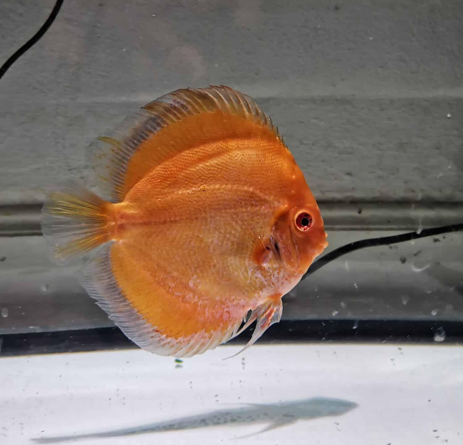 discus​ fish​ calico​ color​ strain​ in​ fish​ tank