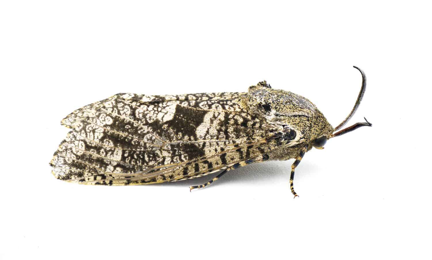 Prionoxystus robiniae - the carpenterworm moth or locust borer, is a moth of the family Cossidae isolated on white side profile view