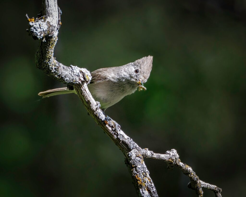 An Oak Titmouse on Perch