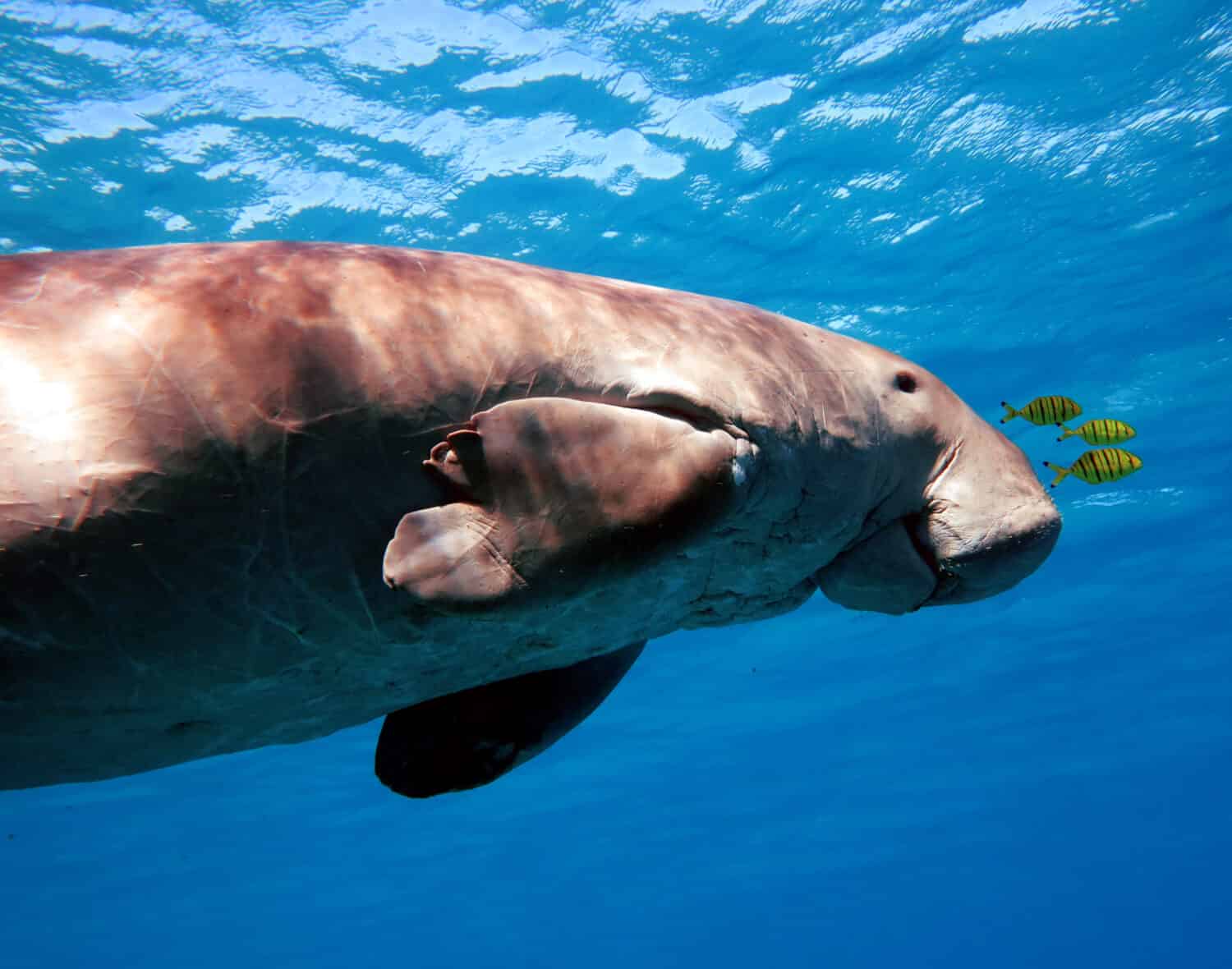 Dugong                               