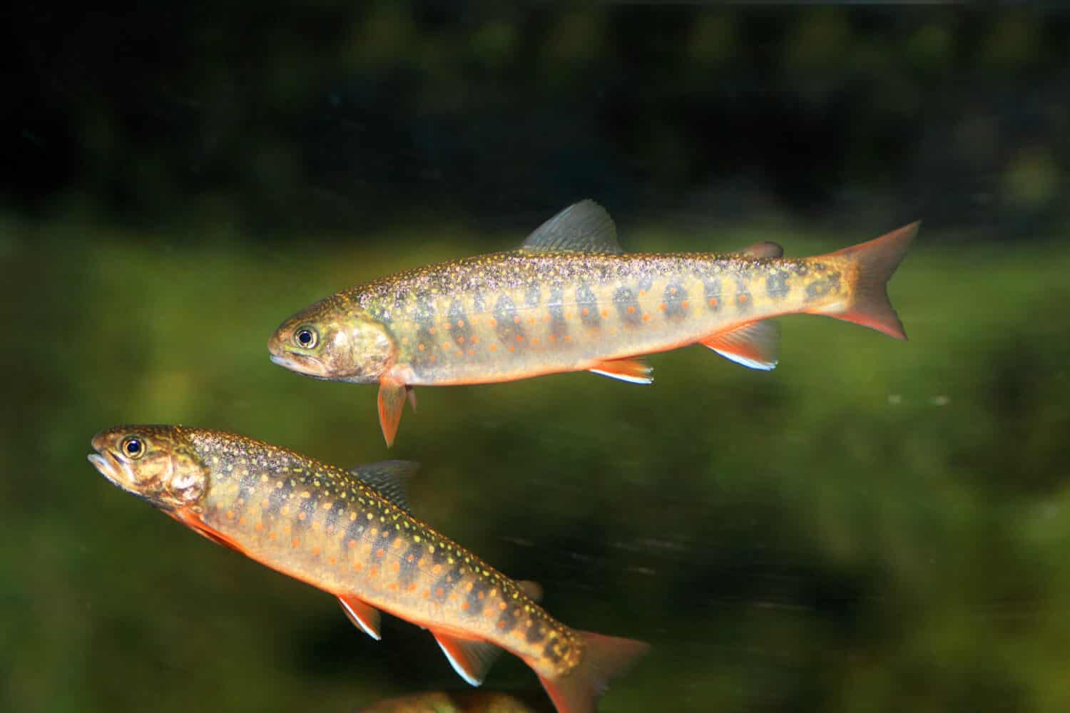 Dolly varden (Salvelinus malma malma) in Japan