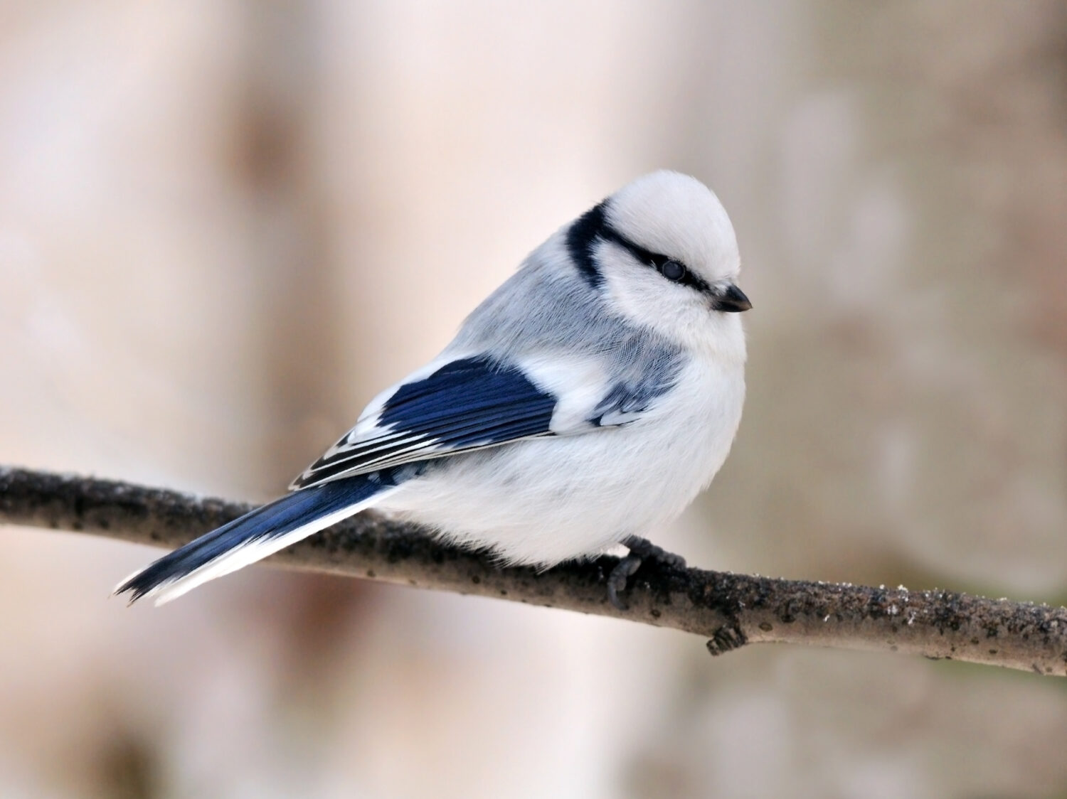 Azure tit Cyanistes cyanus on tree branch