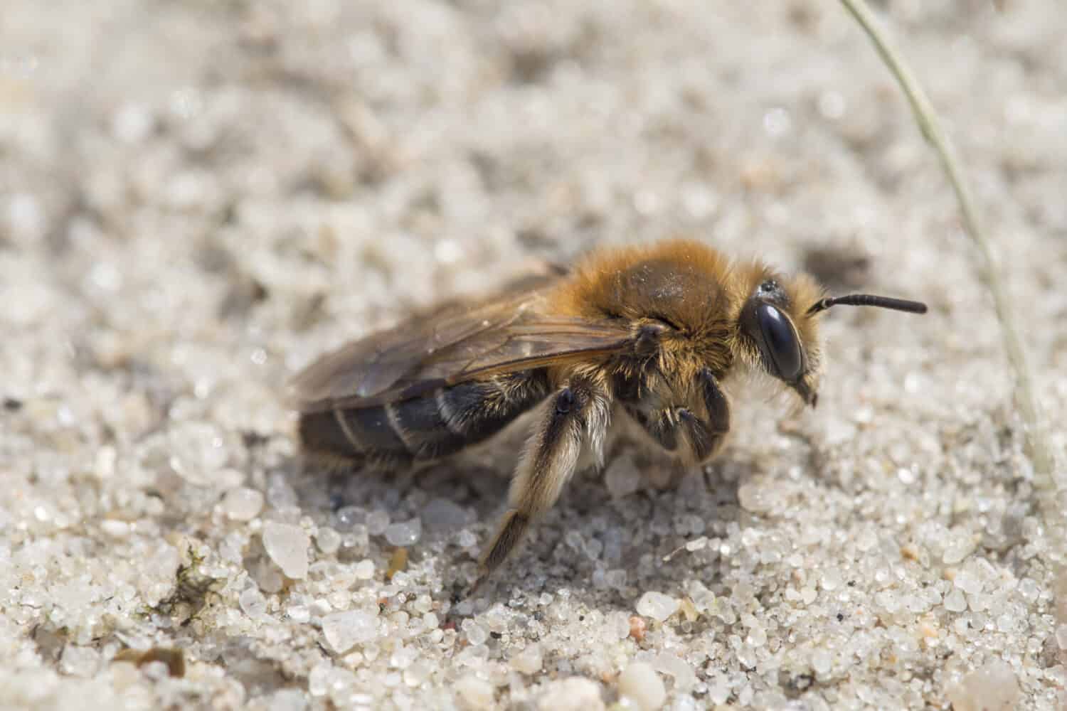 Mining bee - Andrena barbilabris