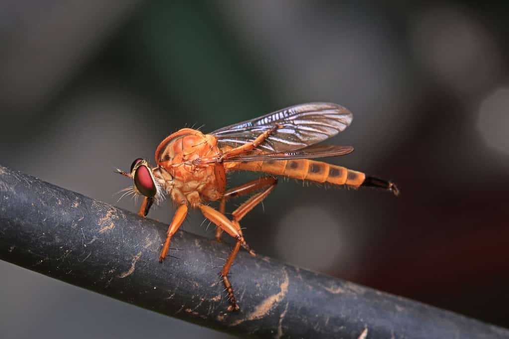 phorid fly, humpbacked fly