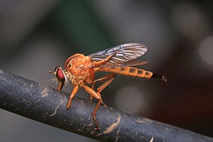 Discover the 6 Most Common Types of Flies Picture