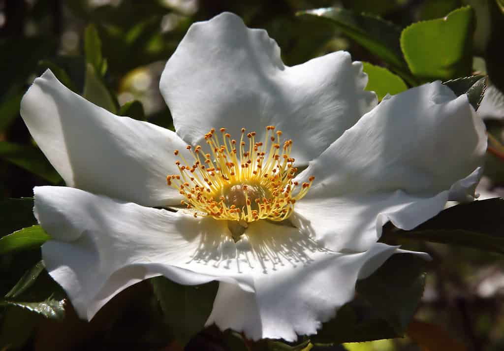 A gorgeous natural rose, the Cherokee Rose is the state rose of Georgia.