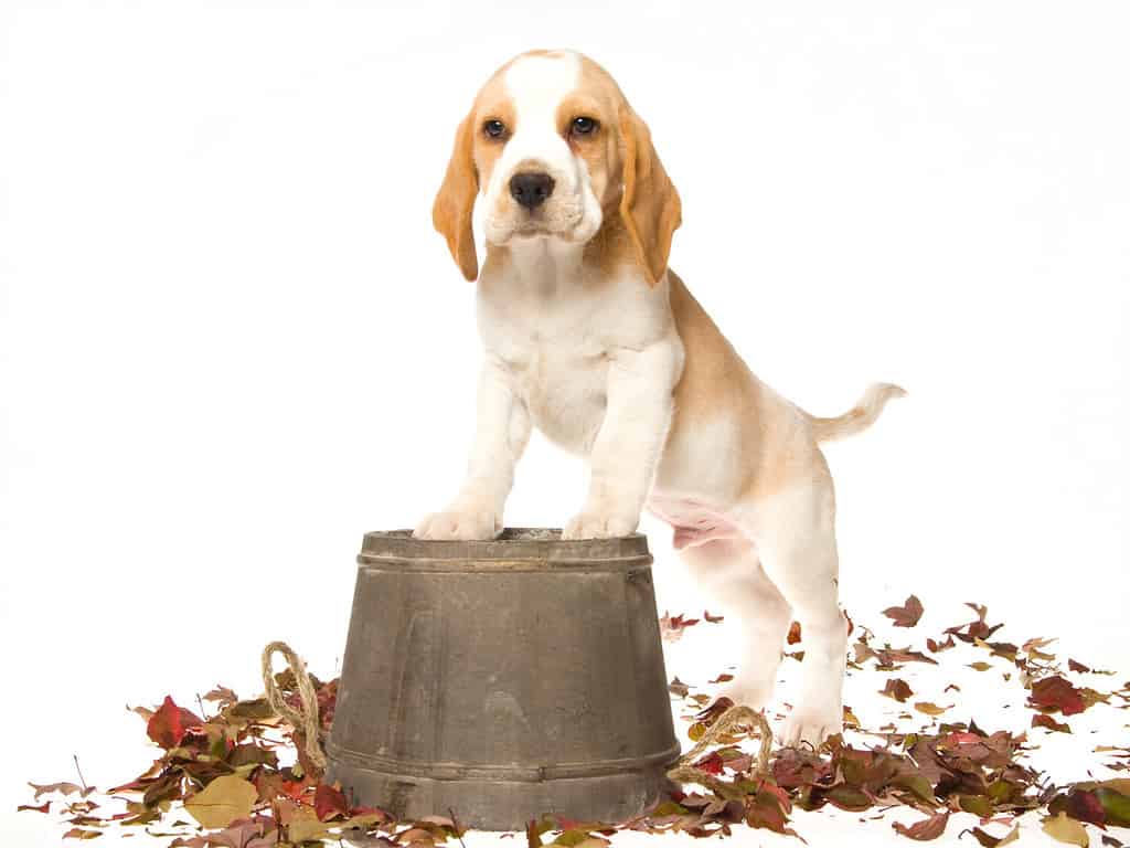 Beagle puppy with front paws on wooden barrel, on white background