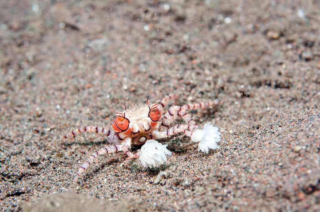 Boxer crab, pom pom crab _ Lybia tessellata