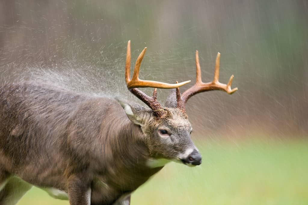 Large white-tailed deer buck shaking off rain in an open meadow during a rain storm in Smoky Mountain National Park. Motion blur from slow shutter speed