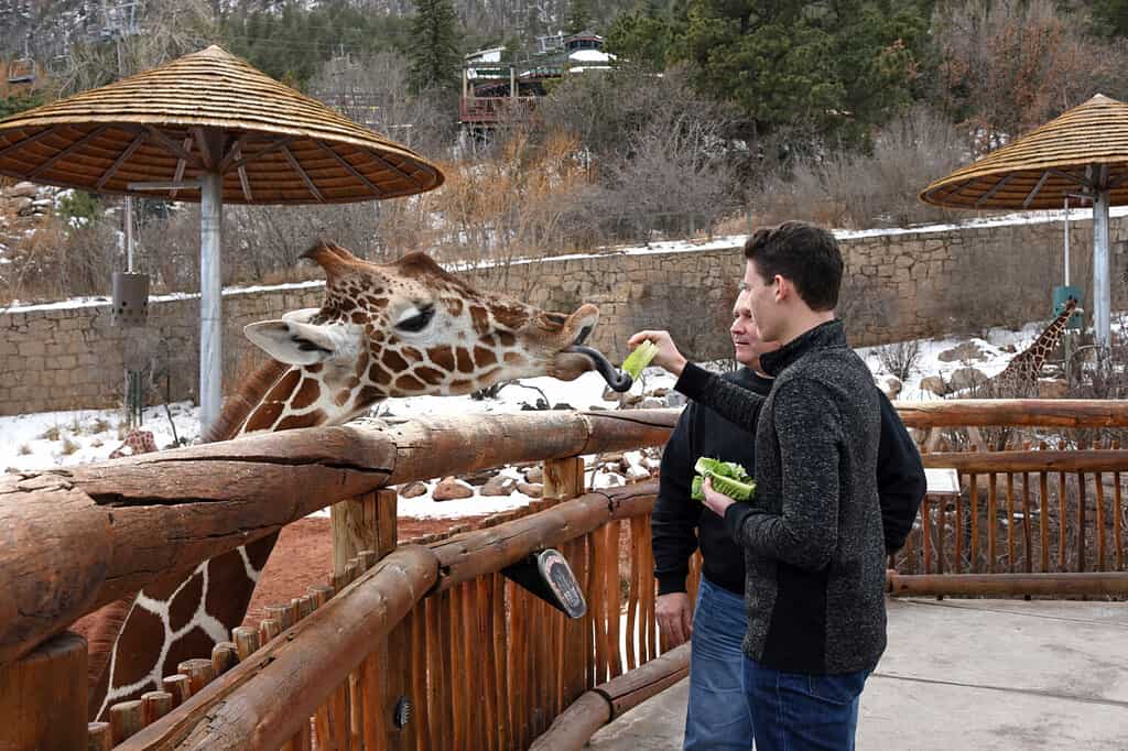 Father and son visit the Cheyenne Mountain Zoo in Colorado Springs and feed the giraffe lettuce, a popular attraction.
