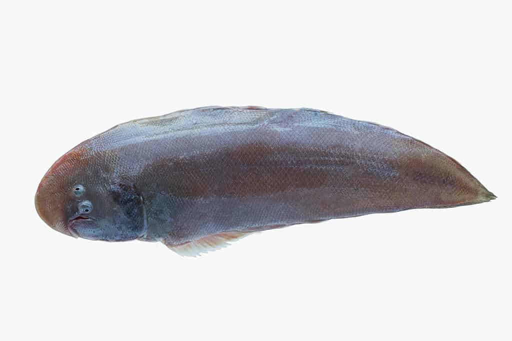 true sole fish, soleidae fish isolate on white background, raising ornamental fish