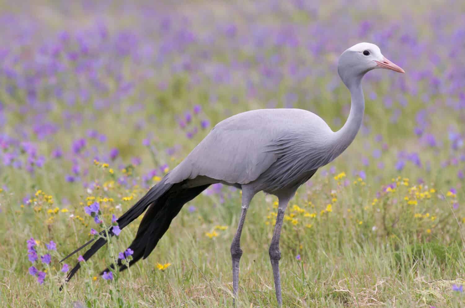 Blue Crane Bird in South African meadow