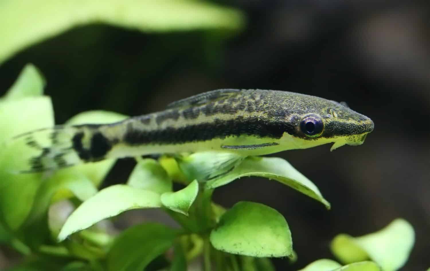 Closeup of an otocinclus in planted aquarium