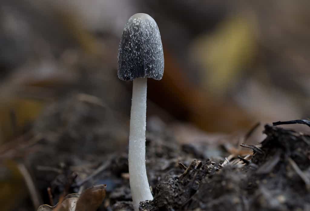 Wild mushrooms growing in the forest - Coprinopsis radiata