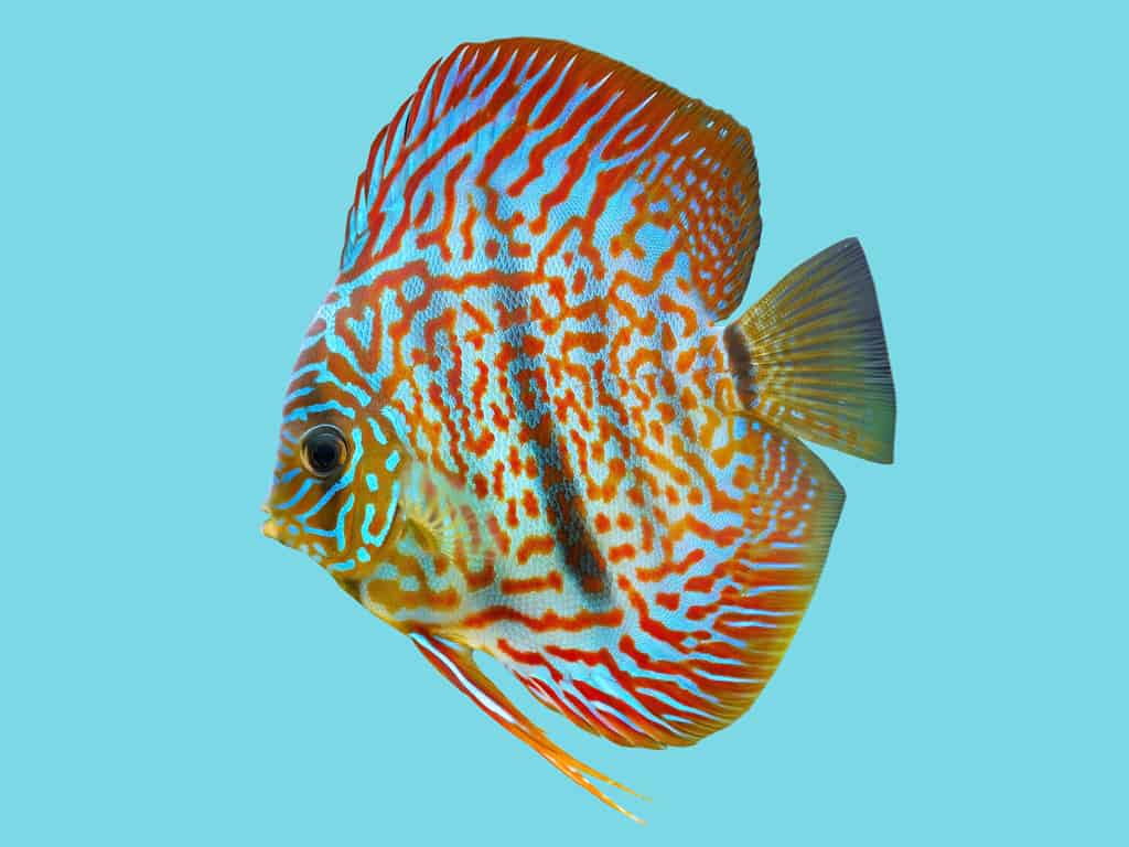 Red Turquoise Discus Fish