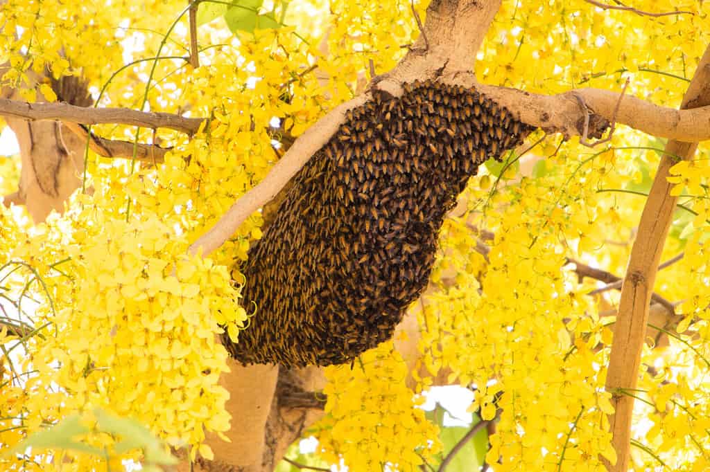 Swarm of bees building a new hive surrounding the tree