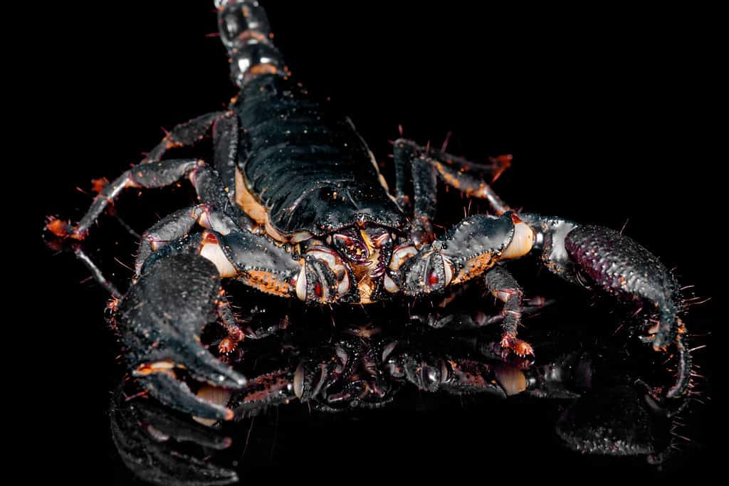 Giant forest scorpion or Giant blue scorpion (Heterometrus spinifer) close-up on black background with reflection